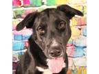 Adopt Achilles a Retriever, Border Collie
