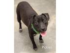 Adopt Pickles a Terrier, Labrador Retriever