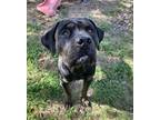 Adopt Rex a Rottweiler