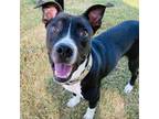 Adopt Maddux a Pit Bull Terrier
