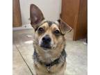 Adopt Flop a Mixed Breed