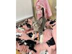 Adopt Popeye a Tabby