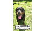 Adopt Von Mac- Missouri a Rottweiler