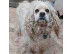 Adopt Gunner a Cocker Spaniel, Mixed Breed