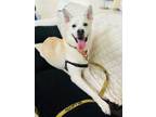Adopt Austin a Husky