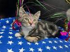 Adopt Indy a Tabby, Domestic Short Hair