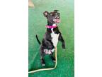 Adopt Floyd a Terrier