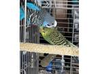 Adopt Harry and Sinead a Parakeet (Other)