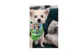 Adopt Rocket a Cairn Terrier