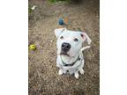 Adopt Razzle Dazzle a Pit Bull Terrier, Boxer
