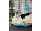 Adopt Felix a Domestic Short Hair