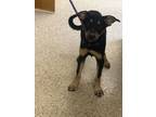 Adopt Homer a German Shepherd Dog, Mixed Breed