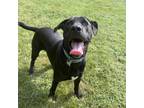 Adopt Sidekick a Black Labrador Retriever