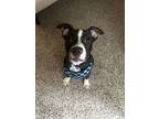 Adopt ZCL-D-Sweet Boy a Boston Terrier