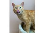 Adopt Biloxi a Domestic Short Hair
