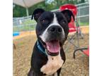 Adopt Rex a Boxer, Mixed Breed
