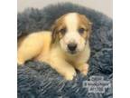 Adopt Dash a Pit Bull Terrier, Labrador Retriever