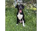 Adopt Milwaukee--In Foster***ADOPTION PENDING*** a Black Labrador Retriever