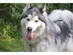 Adopt Koda aka Muffin a Husky, Alaskan Malamute