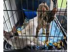 Adopt Johnny & June a Domestic Short Hair