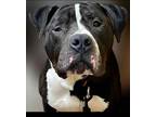 Adopt Penguin a American Staffordshire Terrier