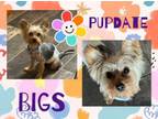 Adopt Radar AKA Biggs a Yorkshire Terrier