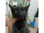 Adopt Merlin a Domestic Short Hair