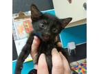 Adopt Wendell a Domestic Short Hair