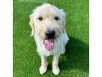 Adopt Marty a Standard Poodle
