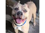 Adopt Colin (mcas) a Pit Bull Terrier