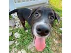 Adopt Fisher a Labrador Retriever, Hound