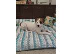Adopt Max a Boxer, Labrador Retriever