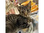 Adopt Beech a Tabby, Domestic Short Hair