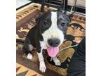 Adopt Harley a Pit Bull Terrier