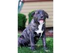Adopt Marcel - In Foster a Labrador Retriever, Plott Hound