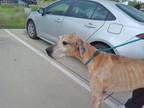 Adopt Scooby a Great Dane, Mixed Breed