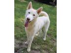 Adopt Duffy a Husky