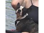 Adopt Rascal a Boston Terrier
