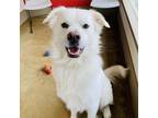 Adopt Pepsi a Great Pyrenees