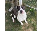 Adopt Jersey a Mixed Breed