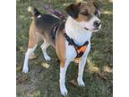 Adopt Gomez Adams a Coonhound, Beagle