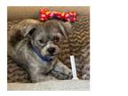 Adopt Milo a Lhasa Apso