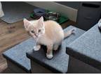 Adopt Bijou a Domestic Short Hair