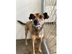 Adopt Echo a Miniature Pinscher