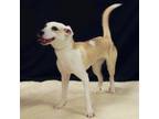 Adopt Spot a Labrador Retriever