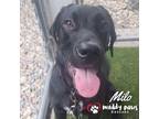 Adopt Milo - Adoption Pending a Labrador Retriever, Saint Bernard
