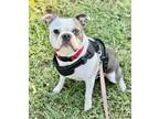 Adopt Tommy Lee a Boston Terrier