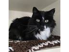 Adopt Twitter a Domestic Long Hair