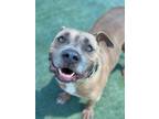 Adopt Bandido a Pit Bull Terrier, Mixed Breed
