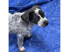 Adopt Buddy a Catahoula Leopard Dog